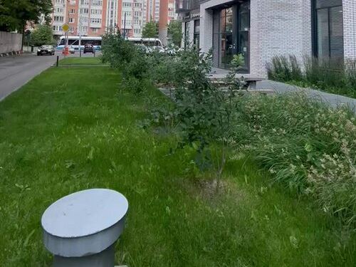Стомидент