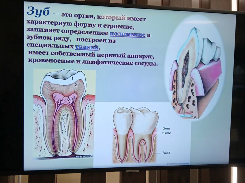 Прогресс дент
